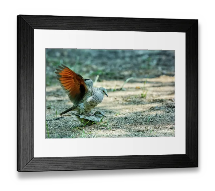 Framed Print : Inca doves (Columbina inca) pair, mating, Chapultepec Park, Mexico City, Mexico Framed Print : Inca doves (Columbina inca) pair, mating, Chapultepec Park, Mexico City, Mexico