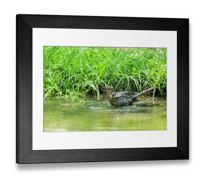 Framed Print : Great-tailed grackle (Quiscalus mexicanus) female, bathing in stream, Chapultepec Park, Mexico City, Mexico Framed Print : Great-tailed grackle (Quiscalus mexicanus) female, bathing in stream, Chapultepec Park, Mexico City, Mexico