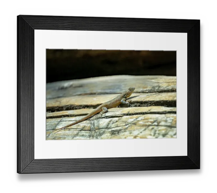 Framed Print : Palacios bunchgrass lizard (Sceloporus palaciosi) female, basking on a rock, Chapultepec Park, Mexico City, Mexico Framed Print : Palacios bunchgrass lizard (Sceloporus palaciosi) female, basking on a rock, Chapultepec Park, Mexico City, Mexico