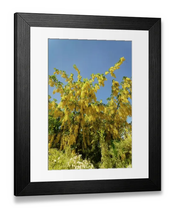 Framed Print : Golden rain tree / Voss's laburnum (Laburnum x watereri Vossii') flowering against blue sky, Wiltshire garden, England, UK. June Framed Print : Golden rain tree / Voss's laburnum (Laburnum x watereri Vossii') flowering against blue sky, Wiltshire garden, England, UK. June