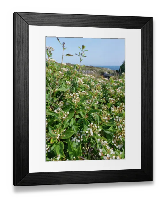 Framed Print : Laurustinus (Viburnum tinus) flowering in dense clumps on coastal rocks, Isle of Portland, Dorset, England, UK. October Framed Print : Laurustinus (Viburnum tinus) flowering in dense clumps on coastal rocks, Isle of Portland, Dorset, England, UK. October