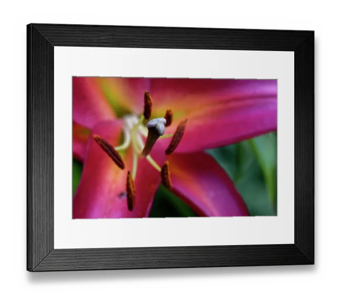 Framed Print : Oriental lily (Lilium orientalis) close up of flower stigma and anthers, Wiltshire garden, England, UK. July Framed Print : Oriental lily (Lilium orientalis) close up of flower stigma and anthers, Wiltshire garden, England, UK. July