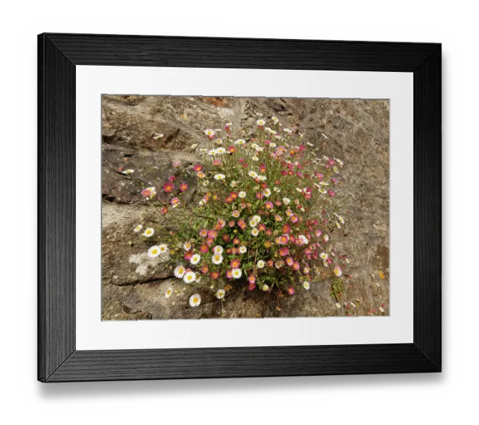 Framed Print : Mexican fleabane (Erigeron karvinskianus) growing in clumps on a cottage wall, near St. Keverne, The Lizard, Cornwall, England, UK. June Framed Print : Mexican fleabane (Erigeron karvinskianus) growing in clumps on a cottage wall, near St. Keverne, The Lizard, Cornwall, England, UK. June