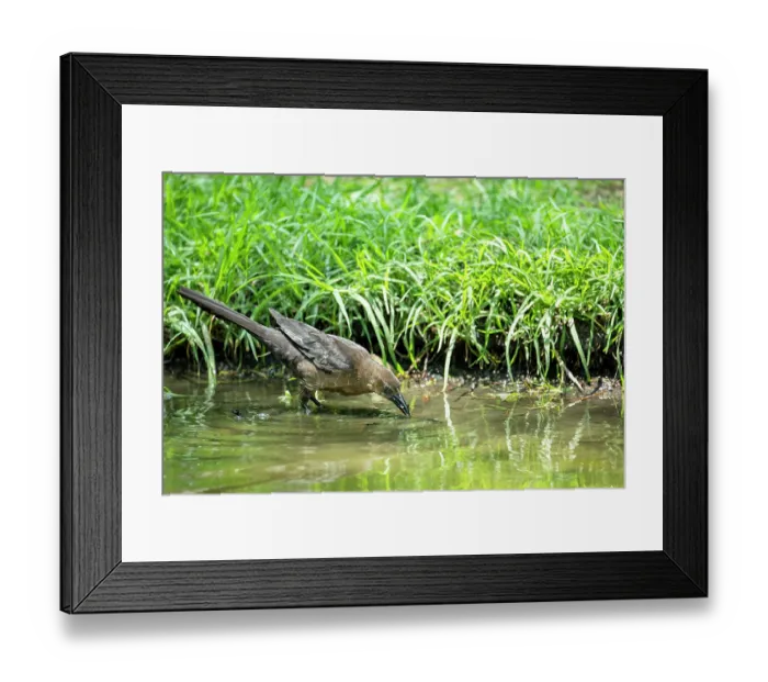 Framed Print : Great-tailed grackle (Quiscalus mexicanus) female, drinking from stream, Chapultepec Park, Mexico City, Mexico Framed Print : Great-tailed grackle (Quiscalus mexicanus) female, drinking from stream, Chapultepec Park, Mexico City, Mexico