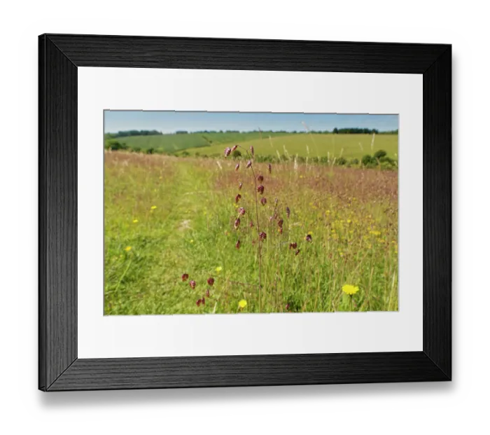 Framed Print : Quaking grass (Briza media) dense stand flowering on a chalk grassland slope, Coombe Bisset Down, Cranborne Chase AONB, Wiltshire, England, UK. June Framed Print : Quaking grass (Briza media) dense stand flowering on a chalk grassland slope, Coombe Bisset Down, Cranborne Chase AONB, Wiltshire, England, UK. June