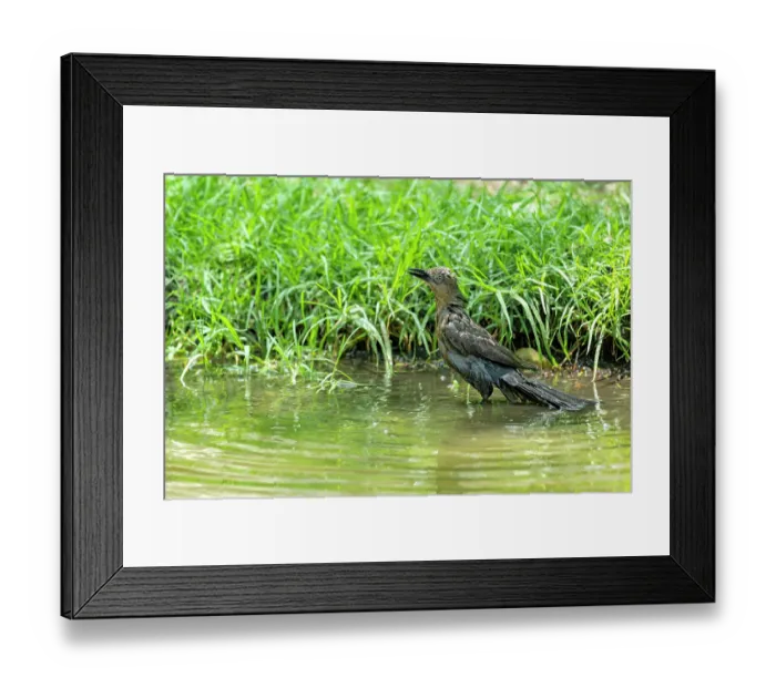 Framed Print : Great-tailed grackle (Quiscalus mexicanus) female, bathing in stream, Chapultepec Park, Mexico City, Mexico Framed Print : Great-tailed grackle (Quiscalus mexicanus) female, bathing in stream, Chapultepec Park, Mexico City, Mexico
