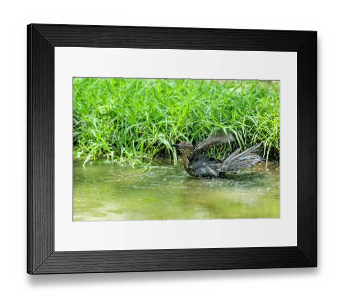 Framed Print : Great-tailed grackle (Quiscalus mexicanus) female, bathing in stream, Chapultepec Park, Mexico City, Mexico Framed Print : Great-tailed grackle (Quiscalus mexicanus) female, bathing in stream, Chapultepec Park, Mexico City, Mexico