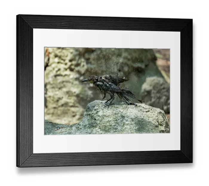 Framed Print : Great-tailed grackle (Quiscalus mexicanus) female, perched on a rock drying feathers after bathing, Chapultepec Park, Mexico City, Mexico Framed Print : Great-tailed grackle (Quiscalus mexicanus) female, perched on a rock drying feathers after bathing, Chapultepec Park, Mexico City, Mexico
