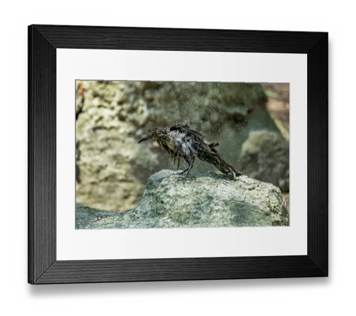 Framed Print : Great-tailed grackle (Quiscalus mexicanus) female, perched on a rock drying feathers after bathing, Chapultepec Park, Mexico City, Mexico Framed Print : Great-tailed grackle (Quiscalus mexicanus) female, perched on a rock drying feathers after bathing, Chapultepec Park, Mexico City, Mexico