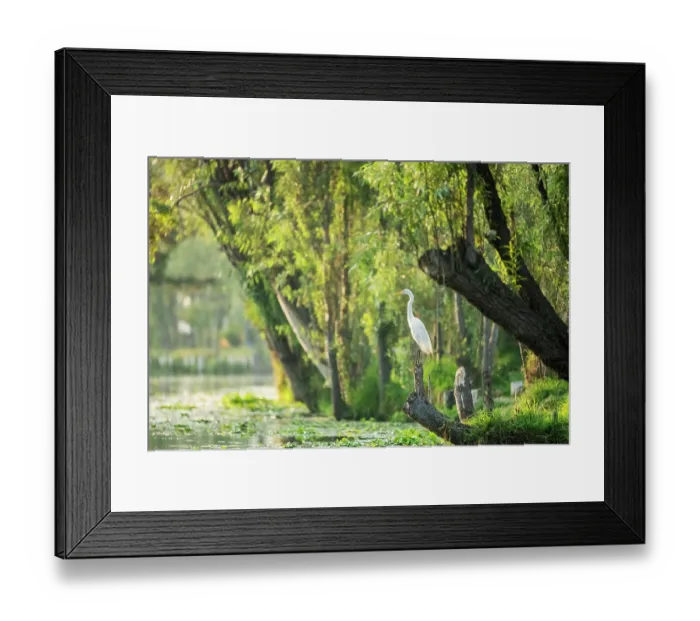 Framed Print : Great egret (Ardea alba) perched on tree stump at the edge of a canal, Xochimilco, Mexico City, Mexico Framed Print : Great egret (Ardea alba) perched on tree stump at the edge of a canal, Xochimilco, Mexico City, Mexico