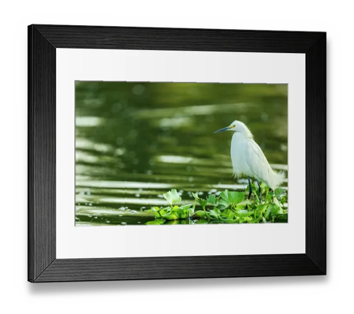 Framed Print : Snowy egret (Egretta thula) perched on raft of Water hyacinth (Pontederia crassipes) on a canal, Xochimilco, Mexico City, Mexico