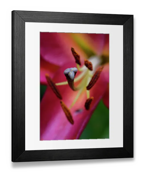 Framed Print : Oriental lily (Lilium orientalis) close up of flower stigma and anthers, Wiltshire garden, England, UK. July Framed Print : Oriental lily (Lilium orientalis) close up of flower stigma and anthers, Wiltshire garden, England, UK. July