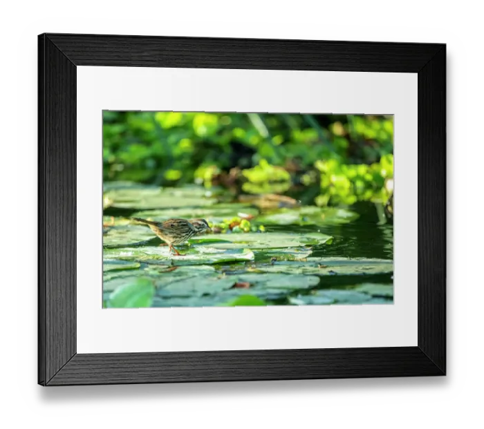 Framed Print : Song sparrow (Melospiza melodia) foraging among Water lilies on a canal, Xochimiloc, Mexico City, Mexico Framed Print : Song sparrow (Melospiza melodia) foraging among Water lilies on a canal, Xochimiloc, Mexico City, Mexico