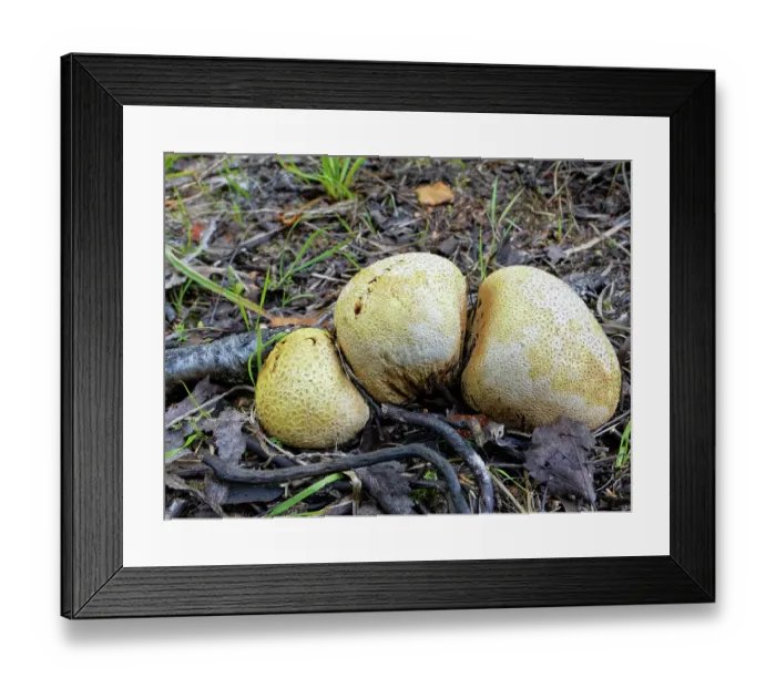 Framed Print : Common earthball (Scleroderma citrinum) group growing on damp woodland floor, Dorset, England, UK. August Framed Print : Common earthball (Scleroderma citrinum) group growing on damp woodland floor, Dorset, England, UK. August