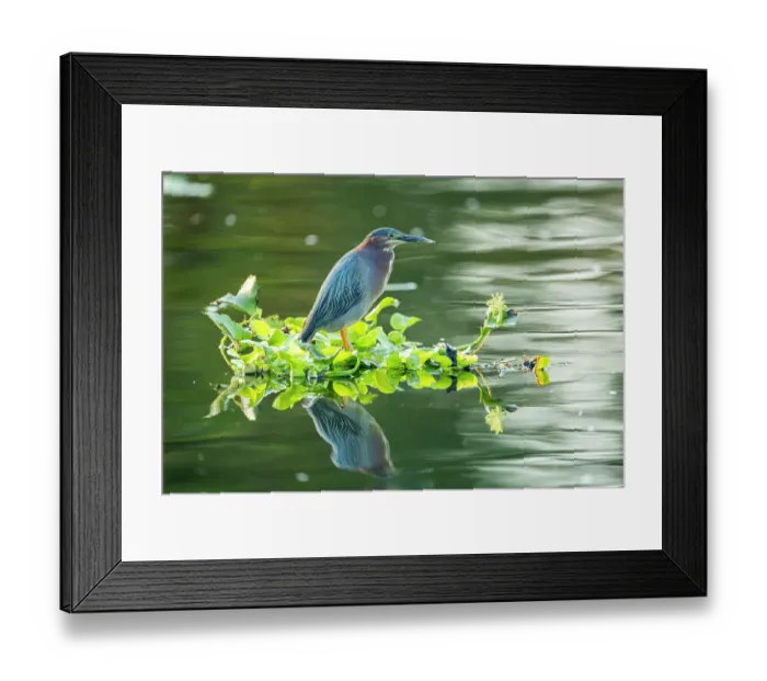 Framed Print : Green heron (Butorides virescens) perched on raft of Water hyacinth (Pontederia crassipes) on a canal, Xochimilco, Mexico City, Mexico Framed Print : Green heron (Butorides virescens) perched on raft of Water hyacinth (Pontederia crassipes) on a canal, Xochimilco, Mexico City, Mexico