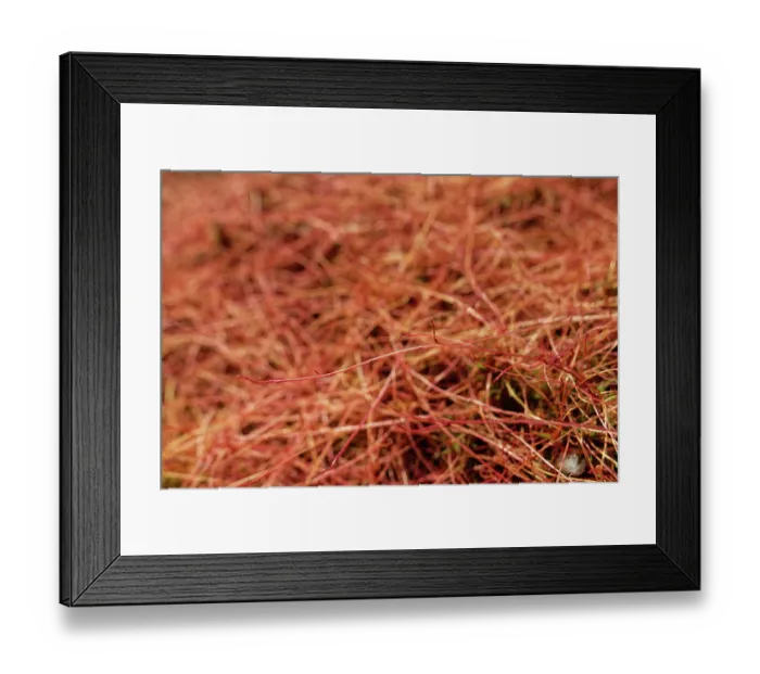 Framed Print : Common dodder (Cuscuta epithymum) parasitising Gorse bushes (Ulex sp.), Land's End, Cornwall, England, UK. June Framed Print : Common dodder (Cuscuta epithymum) parasitising Gorse bushes (Ulex sp.), Land's End, Cornwall, England, UK. June