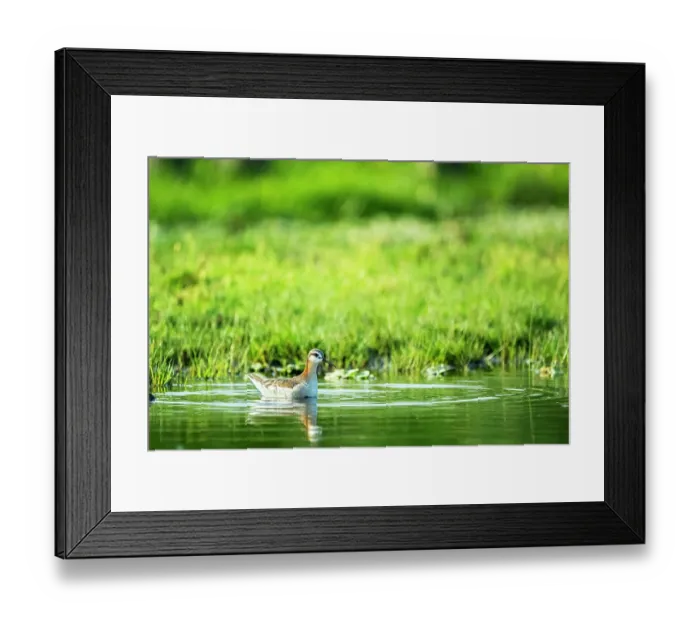 Framed Print : Wilson's phalarope (Phalaropus tricolor) swimming in circles on canal whilst feeding, Xochimilco, Mexico City, Mexico Framed Print : Wilson's phalarope (Phalaropus tricolor) swimming in circles on canal whilst feeding, Xochimilco, Mexico City, Mexico
