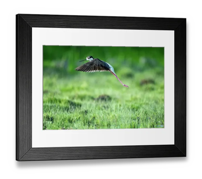 Framed Print : Black-necked stilt (Himantopus mexicanus) taking flight over flooded wetland, Xochimilco, Mexico City, Mexico Framed Print : Black-necked stilt (Himantopus mexicanus) taking flight over flooded wetland, Xochimilco, Mexico City, Mexico