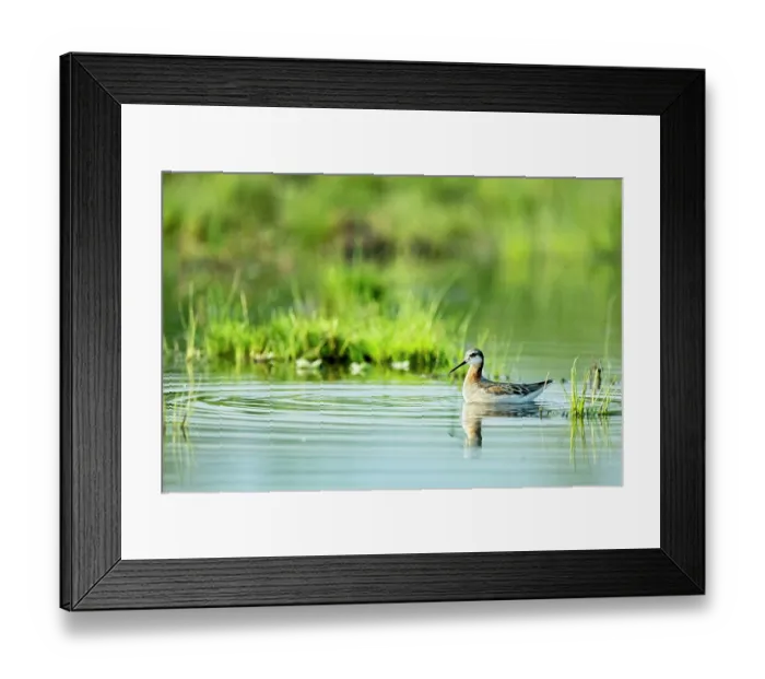 Framed Print : Wilson's phalarope (Phalaropus tricolor) on water, Xochimilco, Mexico City, Mexico Framed Print : Wilson's phalarope (Phalaropus tricolor) on water, Xochimilco, Mexico City, Mexico