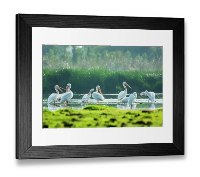Framed Print : American white pelicans (Pelecanus erythrorhynchos) flock, standing in shallow floodwater on island in lake, Xochimilco, Mexico City, Mexico Framed Print : American white pelicans (Pelecanus erythrorhynchos) flock, standing in shallow floodwater on island in lake, Xochimilco, Mexico City, Mexico