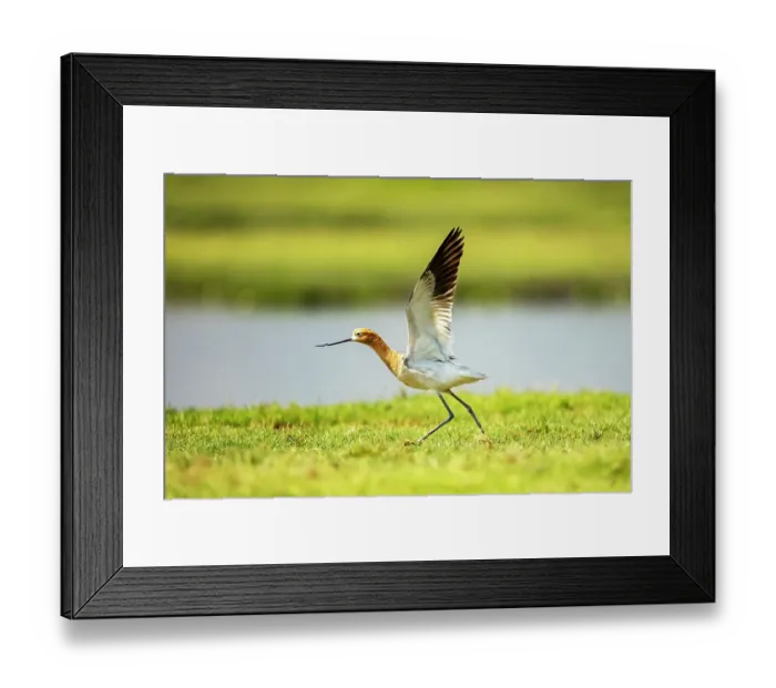 Framed Print : American avocet (Recurvirostra americana) taking flight, Xochimilco, Mexico City, Mexico Framed Print : American avocet (Recurvirostra americana) taking flight, Xochimilco, Mexico City, Mexico
