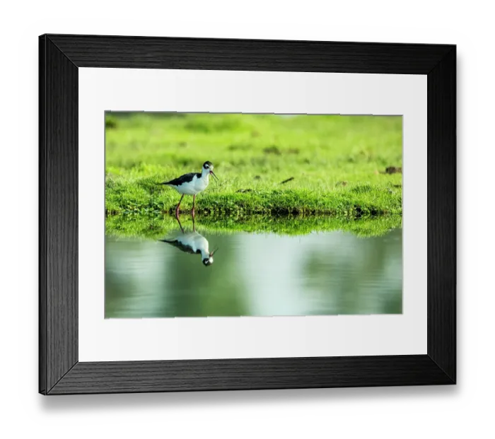 Framed Print : Black-necked stilt (Himantopus mexicanus) standing at edge of canal, Xochimilco, Mexico City, Mexico Framed Print : Black-necked stilt (Himantopus mexicanus) standing at edge of canal, Xochimilco, Mexico City, Mexico