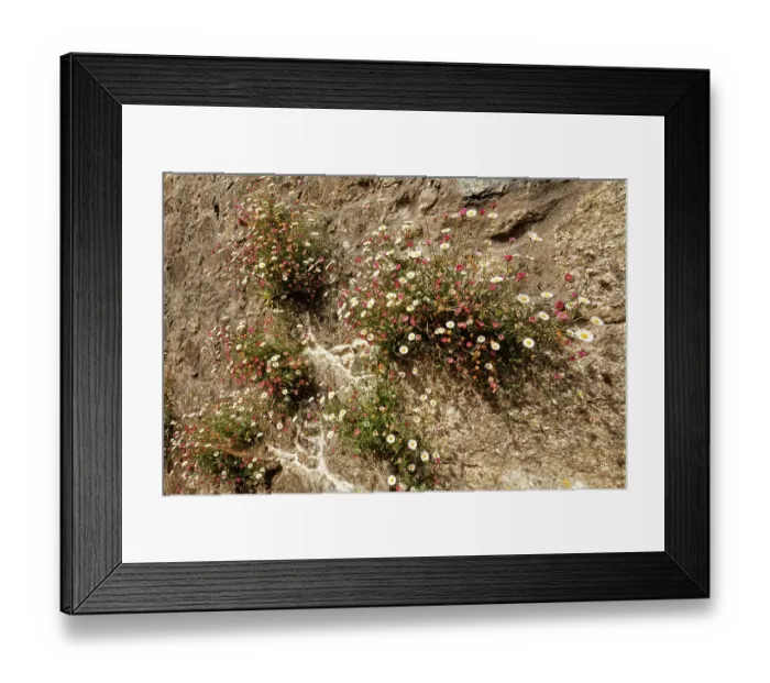 Framed Print : Mexican fleabane (Erigeron karvinskianus) growing in clumps on a cottage wall, near St. Keverne, The Lizard, Cornwall, England, UK. June Framed Print : Mexican fleabane (Erigeron karvinskianus) growing in clumps on a cottage wall, near St. Keverne, The Lizard, Cornwall, England, UK. June