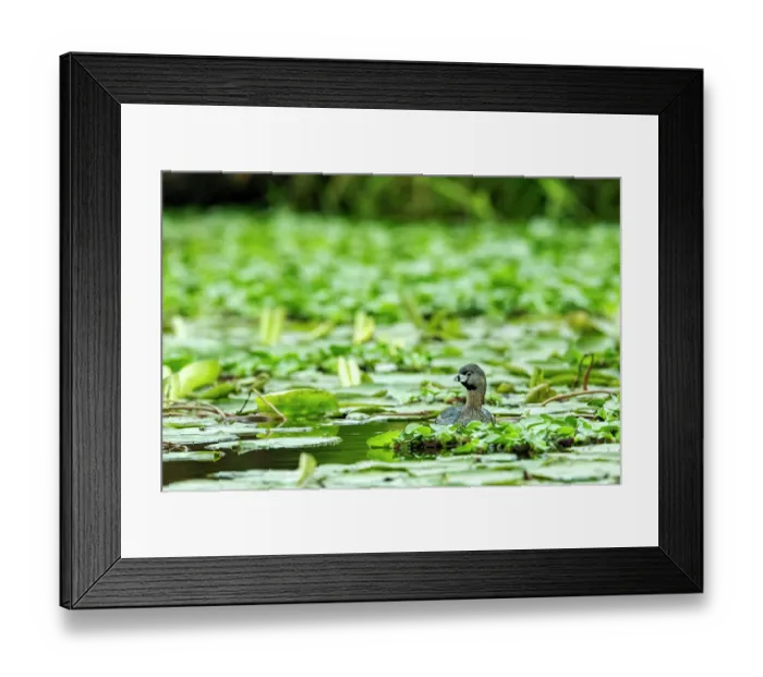 Framed Print : Pied-billed grebe (Podilymbus podiceps) swimming among mass of Water lilies on a canal, Xochimilco, Mexico City, Mexico