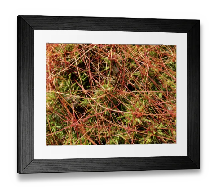 Framed Print : Common dodder (Cuscuta epithymum) parasitising Gorse bushes (Ulex sp.), Land's End, Cornwall, England, UK. June