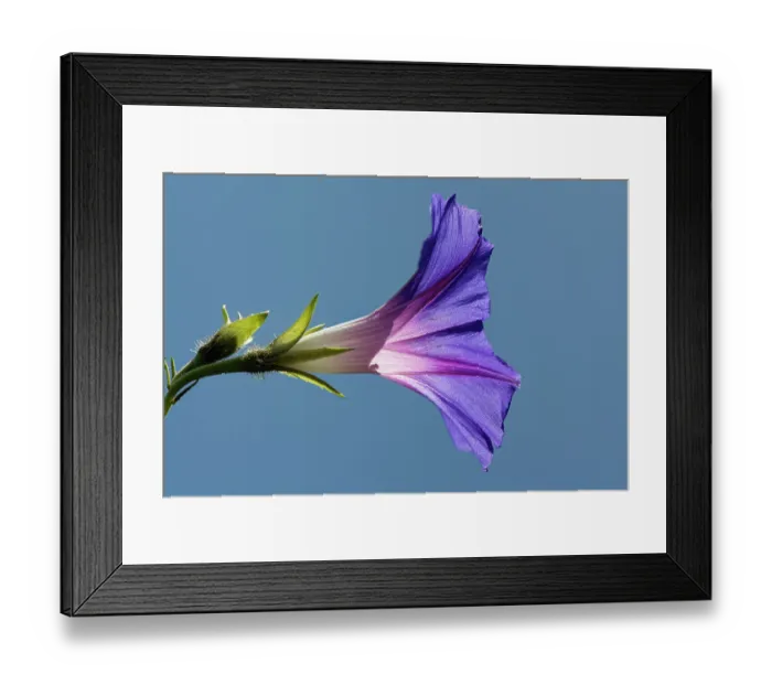 Framed Print : Morning glory (Ipomoea tricolor) flower close up against a blue sky, Wiltshire, England, UK. July Framed Print : Morning glory (Ipomoea tricolor) flower close up against a blue sky, Wiltshire, England, UK. July