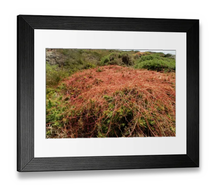 Framed Print : Common dodder (Cuscuta epithymum) parasitising Gorse bushes (Ulex sp.), Land's End, Cornwall, England, UK. June Framed Print : Common dodder (Cuscuta epithymum) parasitising Gorse bushes (Ulex sp.), Land's End, Cornwall, England, UK. June