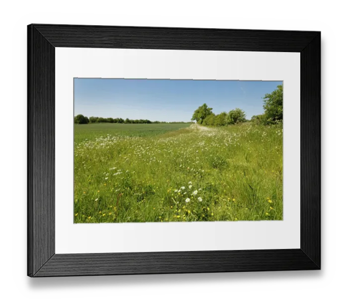Framed Print : Oxeye daisies (Leucanthemum vulgare) and Meadow buttercups (Ranunculus acris) flowering in a conservation flower border beside an arable crop, Wiltshire, England, UK. June Framed Print : Oxeye daisies (Leucanthemum vulgare) and Meadow buttercups (Ranunculus acris) flowering in a conservation flower border beside an arable crop, Wiltshire, England, UK. June