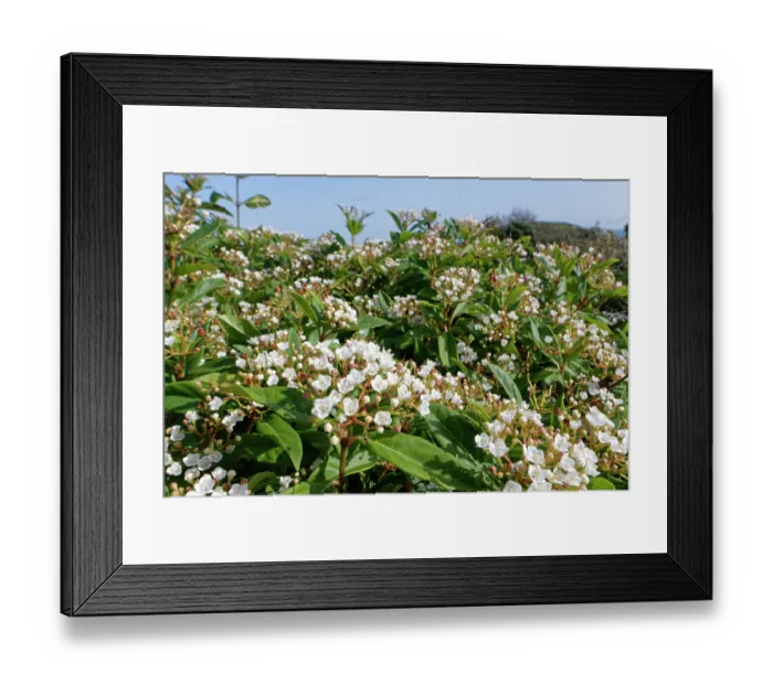 Framed Print : Laurustinus (Viburnum tinus) flowering in dense clumps on coastal rocks, Isle of Portland, Dorset, England, UK. October Framed Print : Laurustinus (Viburnum tinus) flowering in dense clumps on coastal rocks, Isle of Portland, Dorset, England, UK. October