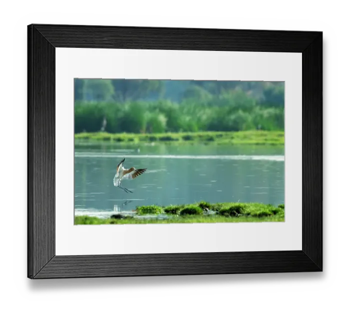 Framed Print : American avocet (Recurvirostra americana) landing on an island in a lake, Xochimilco, Mexico City, Mexico Framed Print : American avocet (Recurvirostra americana) landing on an island in a lake, Xochimilco, Mexico City, Mexico