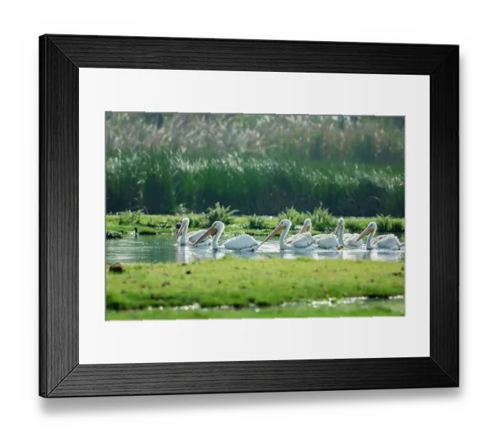 Framed Print : Flock of American white pelicans (Pelecanus erythrorhynchos) swimming and feeding in a flooded part of a chinanpas, a small island on a lake, Xochimilco, Mexico City, Mexico Framed Print : Flock of American white pelicans (Pelecanus erythrorhynchos) swimming and feeding in a flooded part of a chinanpas, a small island on a lake, Xochimilco, Mexico City, Mexico