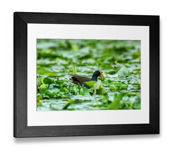 Framed Print : Common gallinule (Gallinula galeata) swimming among mass of Water lilies on a canal, Xochimilco, Mexico City, Mexico Framed Print : Common gallinule (Gallinula galeata) swimming among mass of Water lilies on a canal, Xochimilco, Mexico City, Mexico