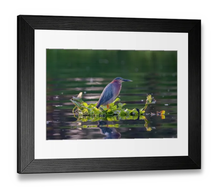 Framed Print : Green heron (Butorides virescens) perched on raft of Water hyacinth (Pontederia crassipes) on a canal, Xochimilco, Mexico City, Mexico Framed Print : Green heron (Butorides virescens) perched on raft of Water hyacinth (Pontederia crassipes) on a canal, Xochimilco, Mexico City, Mexico