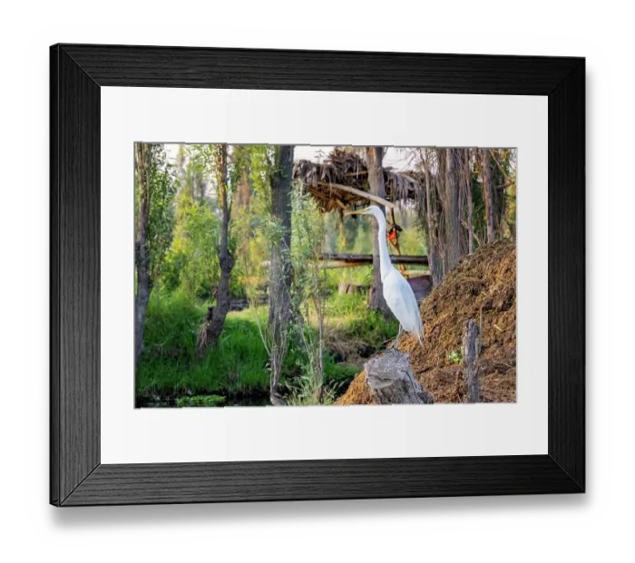 Framed Print : Great egret (Ardea alba) perched on an old Willow tree stump at edge of canal, Xochimilco, Mexico City, Mexico Framed Print : Great egret (Ardea alba) perched on an old Willow tree stump at edge of canal, Xochimilco, Mexico City, Mexico