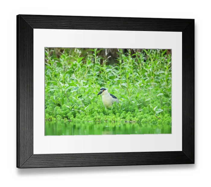 Framed Print : Black-crowned night heron (Nycticorax nycticorax) standing at edge of canal, Xochimiloc, Mexico City. Mexico Framed Print : Black-crowned night heron (Nycticorax nycticorax) standing at edge of canal, Xochimiloc, Mexico City. Mexico