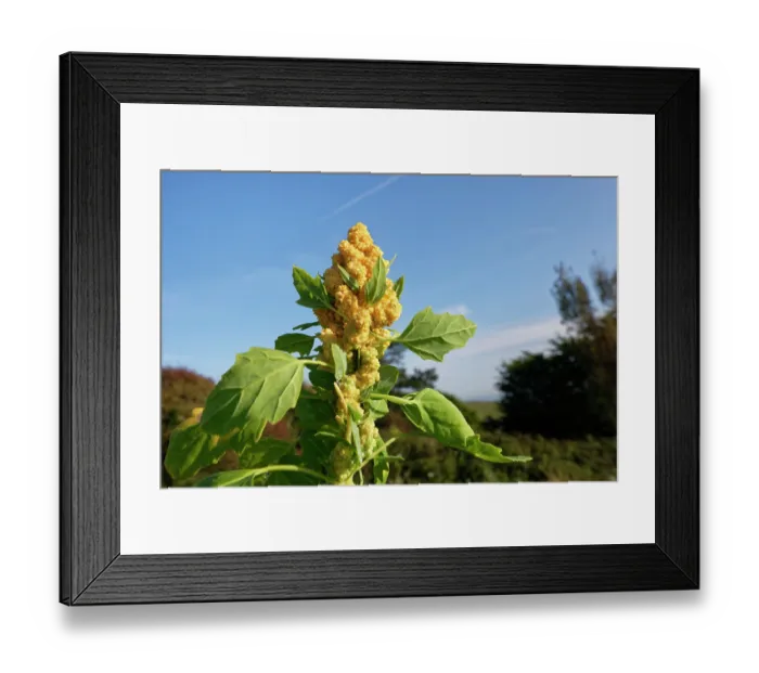 Framed Print : Quinoa (Chenopodium quinoa) flowering in a game cover crop, Dorset, England, UK. October
