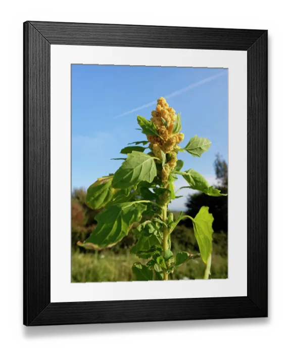 Framed Print : Quinoa (Chenopodium quinoa) flowering in a game cover crop, Dorset, England, UK. October Framed Print : Quinoa (Chenopodium quinoa) flowering in a game cover crop, Dorset, England, UK. October