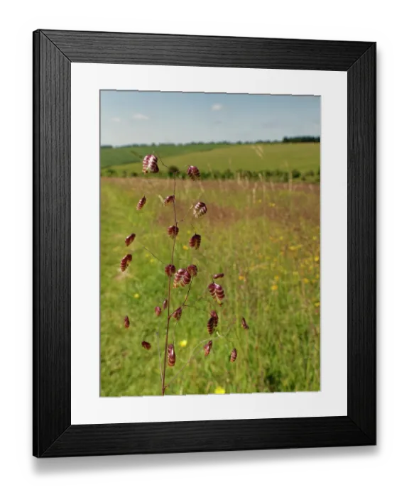 Framed Print : Quaking grass (Briza media) dense stand flowering on a chalk grassland slope, Coombe Bisset Down, Cranborne Chase AONB, Wiltshire, England, UK. June Framed Print : Quaking grass (Briza media) dense stand flowering on a chalk grassland slope, Coombe Bisset Down, Cranborne Chase AONB, Wiltshire, England, UK. June