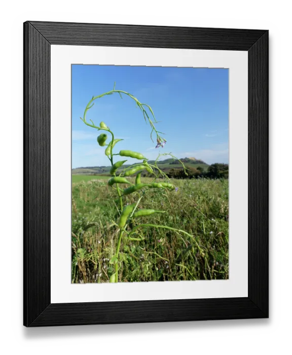 Framed Print : Fodder radish (Raphanus sativus oleiformis) with flowers and seed pods in a game cover crop, Dorset, England, UK. October Framed Print : Fodder radish (Raphanus sativus oleiformis) with flowers and seed pods in a game cover crop, Dorset, England, UK. October