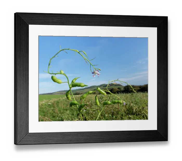 Framed Print : Fodder radish (Raphanus sativus oleiformis) with flowers and seed pods in a game cover crop, Dorset, England, UK. October Framed Print : Fodder radish (Raphanus sativus oleiformis) with flowers and seed pods in a game cover crop, Dorset, England, UK. October