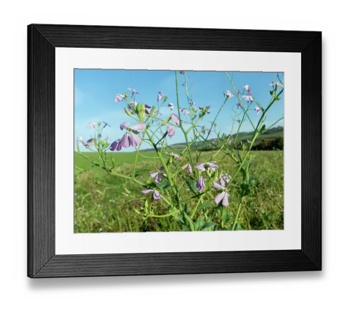 Framed Print : Fodder radish (Raphanus sativus oleiformis) flowering in a game cover crop, Dorset, England, UK. October Framed Print : Fodder radish (Raphanus sativus oleiformis) flowering in a game cover crop, Dorset, England, UK. October