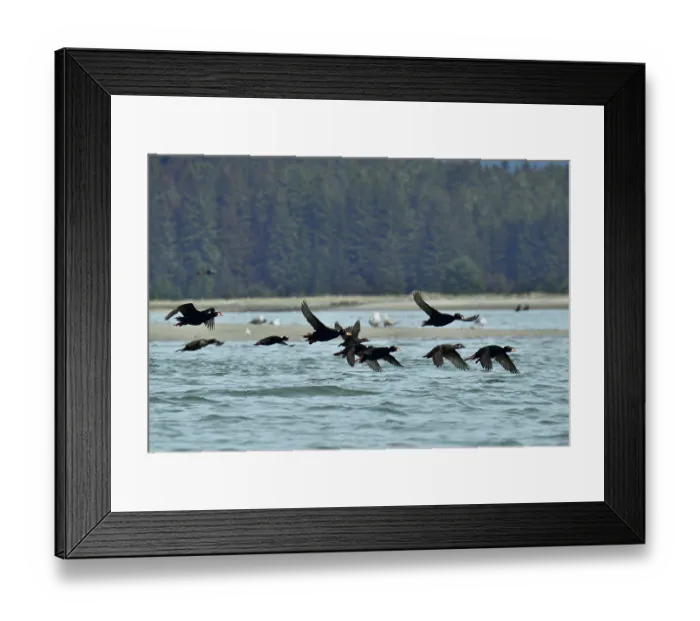 Framed Print : Surf scoters (Melanitta perspicillata) in flight, Mendenhall Wetlands, Juneau. Alaska, USA. May Framed Print : Surf scoters (Melanitta perspicillata) in flight, Mendenhall Wetlands, Juneau. Alaska, USA. May