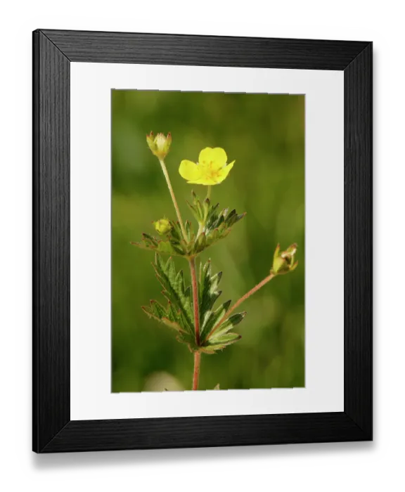 Framed Print : Tormentil (Potentilla erecta) flowering on coastal heathland, The Lizard, Cornwall, England, UK. June Framed Print : Tormentil (Potentilla erecta) flowering on coastal heathland, The Lizard, Cornwall, England, UK. June