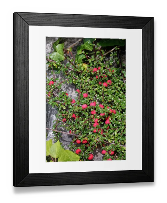 Framed Print : Entire-leaved cotoneaster (Cotoneaster integrifolius) an invasive species, with masses of red berries growing in an abandoned quarry, Isle of Portland, Dorset, UK. October Framed Print : Entire-leaved cotoneaster (Cotoneaster integrifolius) an invasive species, with masses of red berries growing in an abandoned quarry, Isle of Portland, Dorset, UK. October