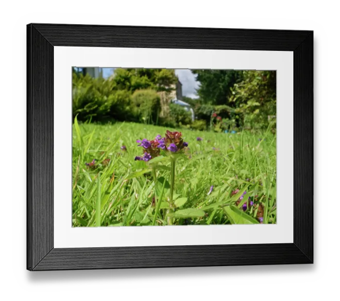 Framed Print : Selfheal (Prunella vulgaris) flowering in a garden lawn left unmown to allow wild flowers to bloom to support pollinating insects, Wiltshire, England, UK. July. Property released Framed Print : Selfheal (Prunella vulgaris) flowering in a garden lawn left unmown to allow wild flowers to bloom to support pollinating insects, Wiltshire, England, UK. July. Property released