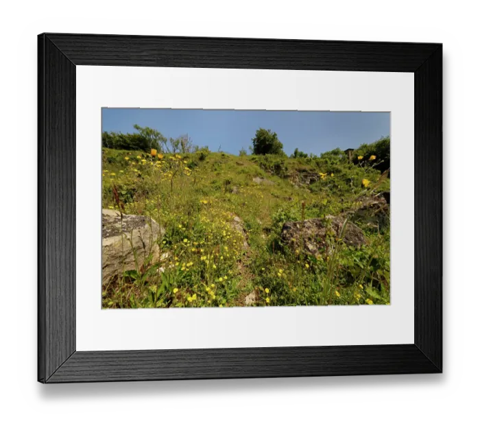 Framed Print : Common rock-rose (Helianthemum nummularium) and Spotted hawkweed (Hieracium maculatum) clumps flowering on a chalk grassland slope, Browne's Folly Nature Reserve Framed Print : Common rock-rose (Helianthemum nummularium) and Spotted hawkweed (Hieracium maculatum) clumps flowering on a chalk grassland slope, Browne's Folly Nature Reserve
